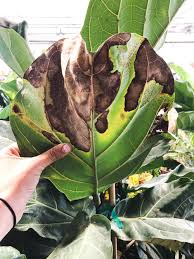 I purchased my flf a week and a half or so ago. The Complete Guide To Caring For A Fiddle Leaf Fig Vintage Revivals