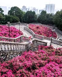 Art in transit dasturi doirasida namoyish etilgan san'at asarlari ovqat pishirish ko'rfazidagi muzeyga oid eslatmalar maykl li. Bougainvillea Bloom In Singapore Singapore Travel Instagrammable Places Singapore Architecture