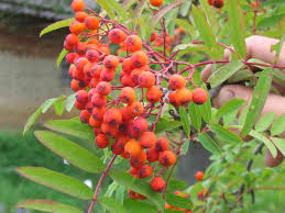 Image result for indiánská borůvka obrázek