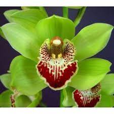 Yellow Cymbidium Orchids Overnight Fiftyflowers Com Cymbidium Orchids Orchids Green Orchid