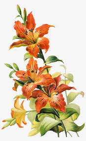 You can also grow calla lilies in containers, either outdoors or in a sunny window as houseplants. Free Vintage Tiger Lily Flower Lilly Flower Drawing Vintage Lily Flower Free Transparent Png Download Pngkey