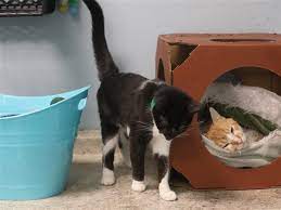Cat Shelter Needs Help To Prepare For Kitten Season The Blade