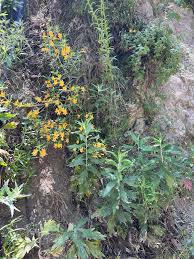 Image result for Mimusops afra