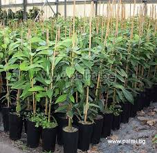 Persea Americana Veredelter Avocado Baum