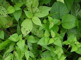 Image result for Persicaria nepalensis