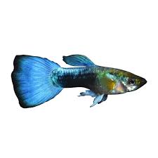 Male Blue Neon Guppies For Sale Order Online Petco