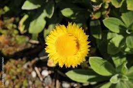 Image result for Helichrysum aureum
