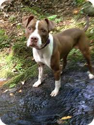 Training should be patient, respectful, and firm. Whitestone Ny American Staffordshire Terrier Boxer Mix Meet Bailey Fka Liberty A Dog For Adoption Http Www Dog Adoption Kitten Adoption Beautiful Dogs