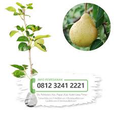 Dan masih banyak lagi berbagai jenis tanaman buah yang lainnya. Jual Bibit Buah Pir Kuning Tamanbibit Com