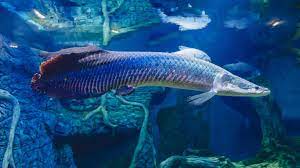 Ikan hias air tawar paling cantik di dunia terdiri dari berbagai jenis serta hidup di seluruh bagian dunia. 65 Jenis Ikan Air Tawar Hias Dan Konsumsi