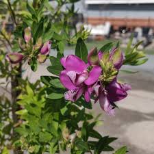 Image result for Polygala myrtifolia