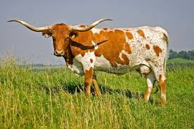 30 Best Cow Breeds For Meat And Milk You Ll Want To Know About Longhorn Cattle Longhorn Cow Cattle