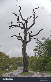 Image result for Combretum imberbe