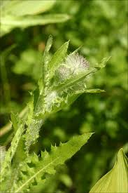Image result for Cirsium  buchwaldii