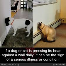 This article gives more information about the medical condition when the cat presses its head against the wall. Weird Facts If A Dog Or Cat Is Pressing Its Head Against A