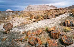 Petrified forest national park rv camping. Welcome To Petrified Forest National Park
