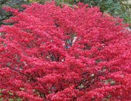 How To Grow Burning Bushes And Why To Be Cautious When Planting Them Burning Bush Plants Euonymus Alatus