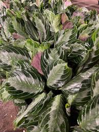 Image result for maranta