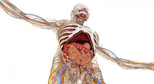 Jun 06, 2017 · imágenes del cuerpo humano: Organos Del Cuerpo Humano Imagenes Con Nombres Y Sus Funciones Saberimagenes Com
