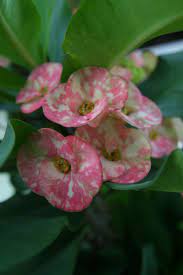 Tropical Flower Dominican Republic Tropical Flower Plants Flower Catalogs Tropical Flowers