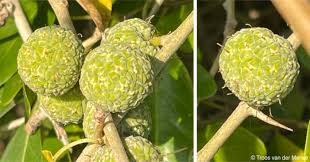 Image result for Maclura