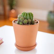 We did not find results for: Ball Cactus Plant Care Growing Guide