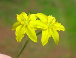 Image result for Hypoxis urceolata