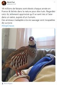 In asexual reproduction, an organism can reproduce without the involvement of another organism. Elevage Des Gambiers Posts Facebook