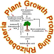 Using essential biology vocabulary, summary points, and professor reviewed explanations, course hero makes learning biology quick and easy! Mechanisms And Applications Of Plant Growth Promoting Rhizobacteria Current Perspective Sciencedirect