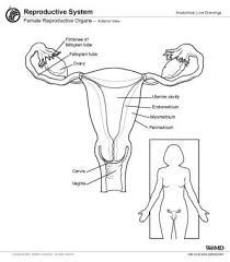 Image result for female sex organ