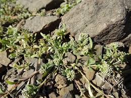 Image result for Corrigiola litoralis