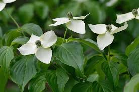 Image result for Pandiaka confusa