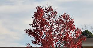 Using Georgia Native Plants: Parking Lot Maples