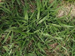 Image result for Urochloa