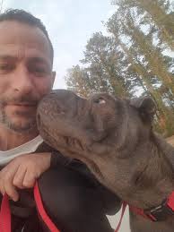 Superior Dog Training