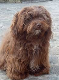 Chocolate Havanese Havanese Havanese Dogs Havanese Puppies