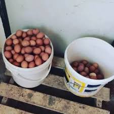 14.10.2020 online konferencia z dvora k regionálnemu rozvoju vidieka. Lokalny Trh Hydinova Farma Pacansky