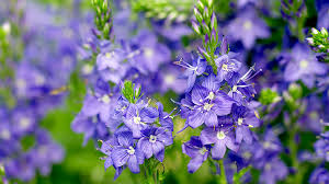 Azalea flowered mixture godetia seeds 5325. Best Places To Buy Plants Online Garden Gate