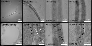 Check that the petri dish contains water. Sticky Molecules Answers 2020 Sticky Molecules Answer Key Vocabulary Sule S Album