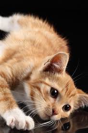 Tons of awesome iphone 12 black wallpapers to download for free. Cute Cat White Paws Lying At Desktop Reflection Black Background 750x1334 Iphone 8 7 6 6s Wallpaper Background Picture Image