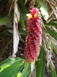 Image result for Costus
