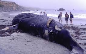 Aparecio Una Ballena Muerta En Kiyu Diario La Republica