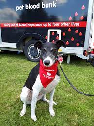 If you haven't, then you probably know that they are similar to human blood. Pet Blood Bank Uk Mobile Unit Helps Keep Lifesaving Blood Collections Going During Coronavirus Crisis Bioguard