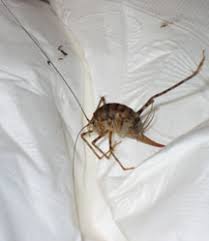Here are a few things to do to get rid of your uninvited guests. Camel Cricket What S That Bug