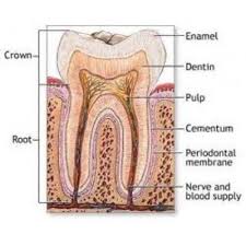 Image result for Tooth Anatomy