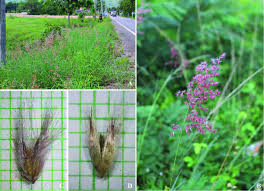 Image result for Melinis repens