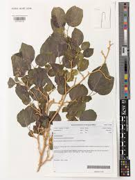 Image result for Erythrococca menyharthii