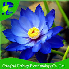 Seni bunga teratai ungu, nelumbo nucifera bunga lotus mesir lilium biru, teratai biru, ungu, biru, putih png. Gambar Bunga Lotus Biru Gambar Ngetrend Dan Viral