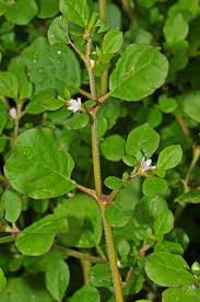 Image result for Trianthema