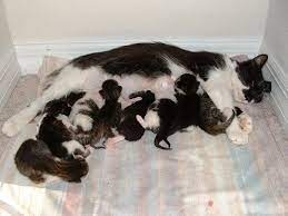 Pregnant Cat 10 Essential Pregnant Cat Care Tips Pregnant Cat Cat Having Kittens Cat Care